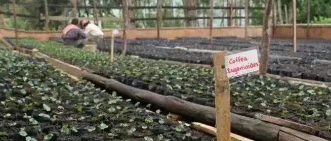 「尤金尼奧德斯」會成為下一個瑰夏嗎？