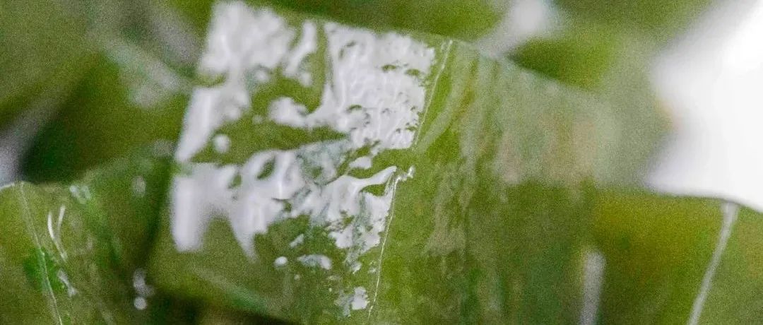 你敢信？路邊抓一把草，竟能做出解暑神器！